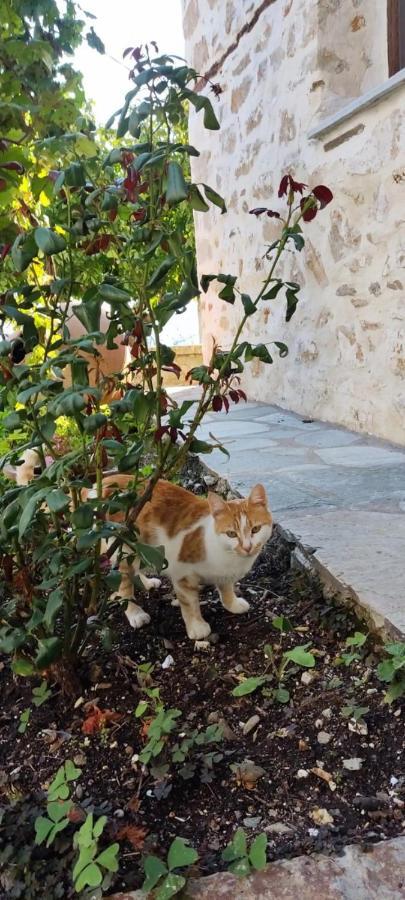 San Lorenzo Cottage - Παραδοσιακά Πέτρινα Δωμάτια Agios Lavrentios Exterior foto